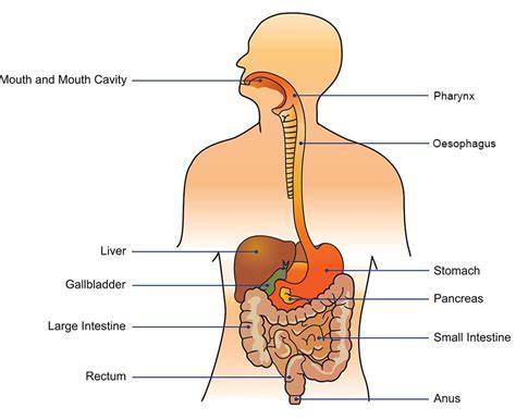 Pathway Of Digestion Of Food