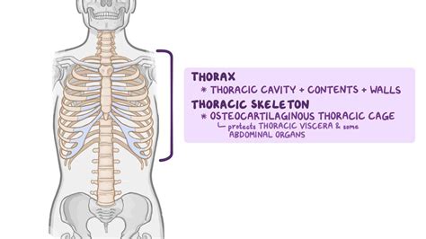 Thoracic Region Anatomy