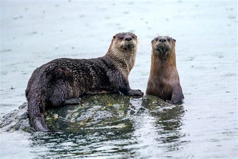 Webinar: Pacific NW River Otter: Habitat, Ecology, and Health (7/26/21 ...