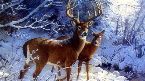 Snow Deer Wallpapers - Top Free Snow Deer Backgrounds - WallpaperAccess