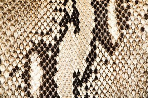 Texture of genuine snakeskin stock photo containing abstract and alligator | Abstract Stock ...