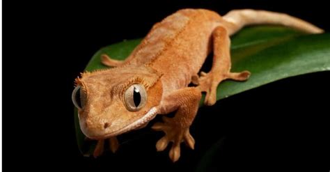 The 13 Cutest Lizards in the World