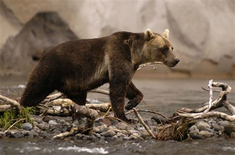 Wild Russia - National Geographic for everyone in everywhere