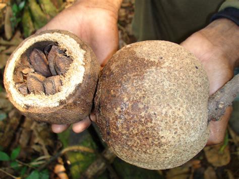 Notes from the Ethnoground: Rainforest Crunch: Origins of the Brazil nut in ancient Amazonia ...