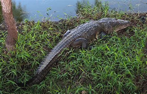 Morelet's Crocodile (Crocodylus moreletii) - Species Profile