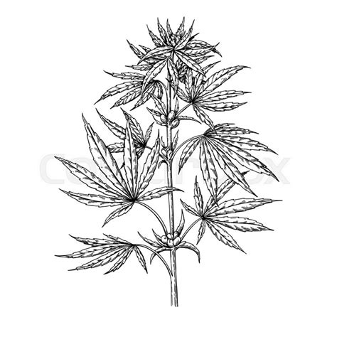 Marijuana plant vector drawing. ... | Stock vector | Colourbox