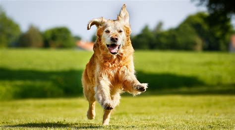 Glucosamine for dogs