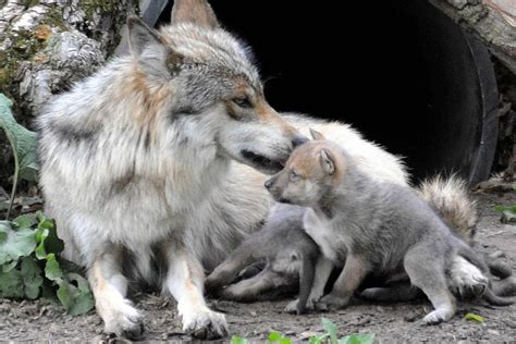 One-month-old wolf puppies now on view at Brookfield Zoo - Chicago Sun-Times