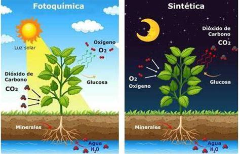 PRIMERO DE SECUNDARIA C y T PROFESOR ISIDRO FIGUEROA: A fotosintesis