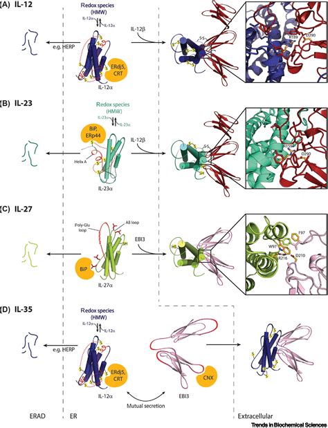 Biogenesis and engineering of interleukin 12 family cytokines: Trends in Biochemical Sciences