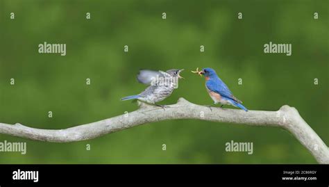 Male Eastern Bluebird Feeding Baby Stock Photo - Alamy