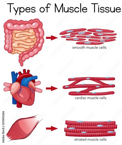 Types of Muscle Tissue Stock Vector | Adobe Stock