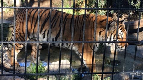 Charles Paddock Zoo in Atascadero to reopen Friday | News Channel 3-12