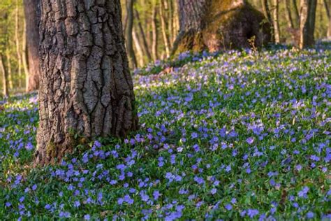 Periwinkle: How to Grow and Care with Success