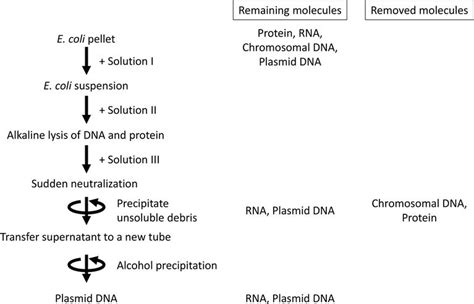 Plasmid Dna Strand