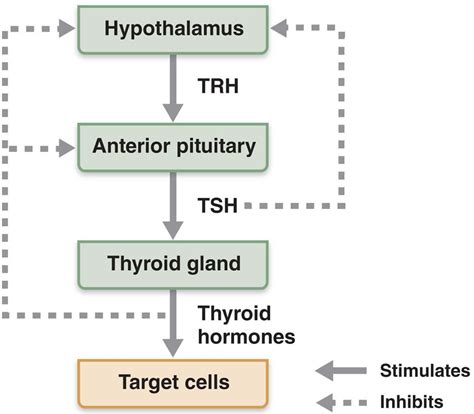 What are tropic hormones? Describe the feedback control of tropic hormones with an example