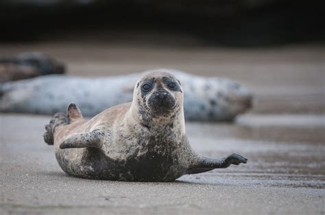 Harbor Seal | Sean Crane Photography