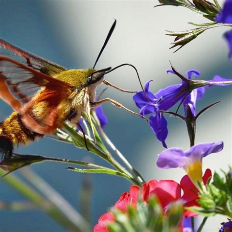 Hummingbird Moth Caterpillar - Hemaris Diffinis - Facts and Myths - GardensAll