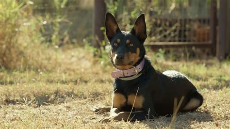 Muster Dogs Abc Tv Series : Muster Dogs On Abc Tv Is A Uniquely Australian Story Showcasing The ...