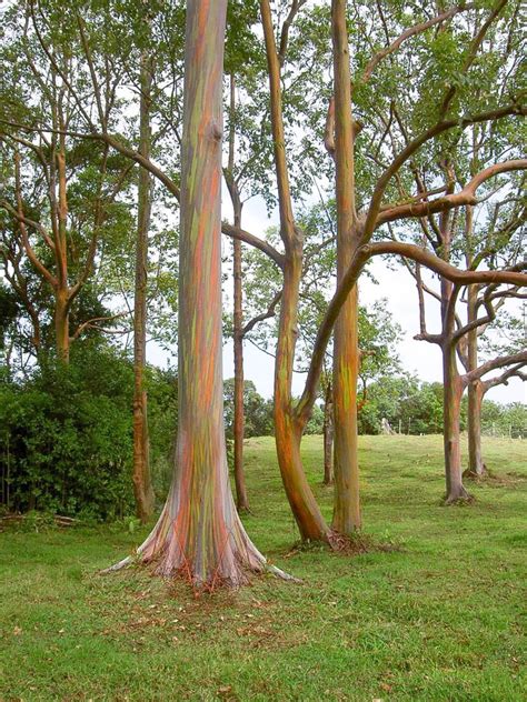 Rainbow Eucalyptus: Unusual Tree With Multicoloured Trunk - Owlcation