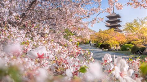 Toji Temple Japan Kyoto Pagoda Park With Blossom Sakura Spring Flower HD Travel Wallpapers | HD ...