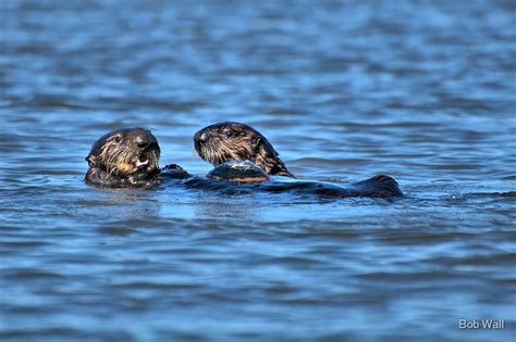 "Otter Couple" by Bob Wall | Redbubble