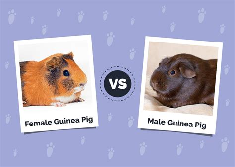 Male vs Female Guinea Pig: Differences Explained (With Pictures) | Hepper