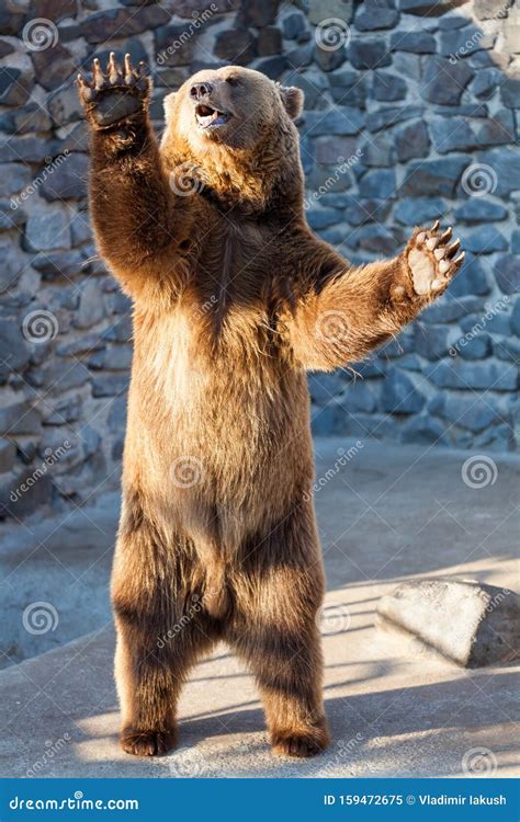 Brown bear at the zoo stock image. Image of carnivore - 159472675