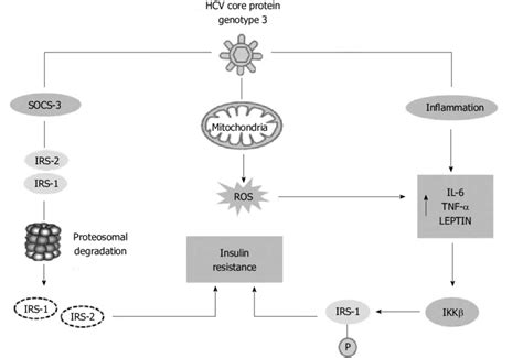 Relationship between hepatitis C virus core protein genotype 3 and ...