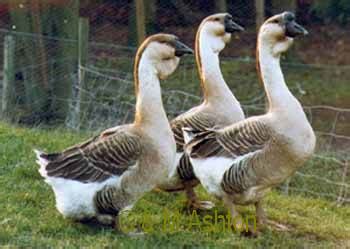 The African Goose - pictures of our favourite breeds of geese