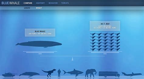 Blue whale – the largest animal | DinoAnimals.com