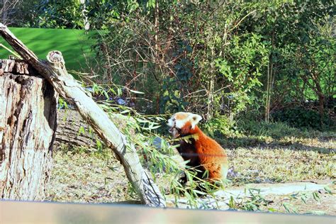 Have You Been To The Virginia Zoo? It’s Time!