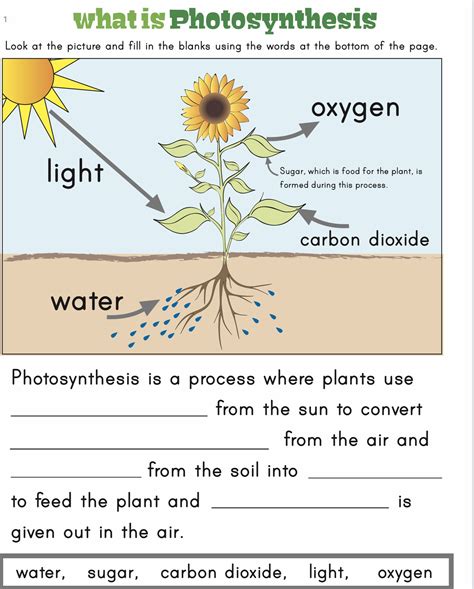 Photosynthesis What's In A Leaf Worksheet › Athens Mutual Student Corner