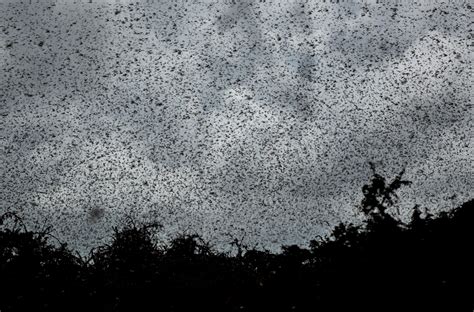 Locusts Are A Plague Of Biblical Scope In 2020. Why? And ... What Are ...