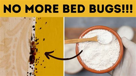 Permanently Get Rid of Bed Bugs at Home on a Tight Budget DIY Baking Soda Treatment without an ...