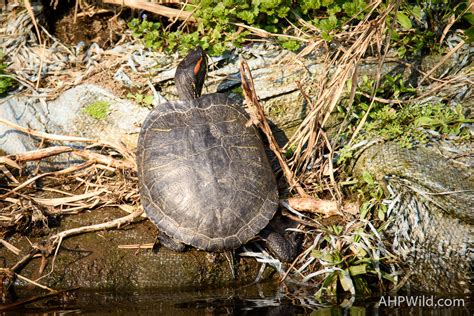 Japanese Pond Turtle – AHP Wild