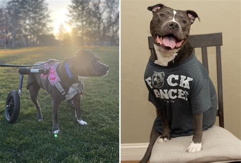 Three-Legged Pit Bull Sings Happy Birthday, Then He Runs Off With Cupcake - Newsweek