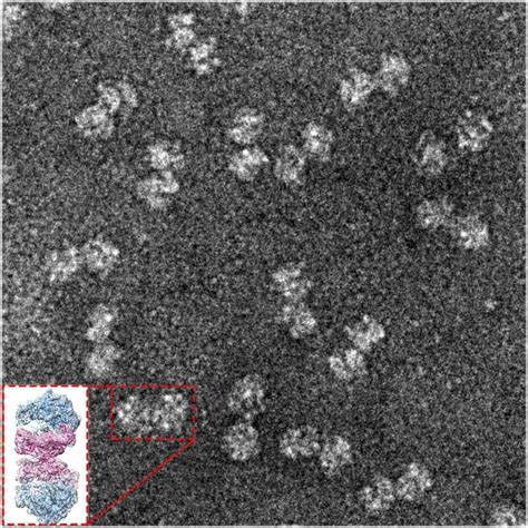 The Protein that Puts Staphylococcus Ribosomes to Sleep