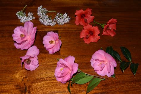 Pressing Flowers - Kid Fun with Flowers - Jake's Nature Blog