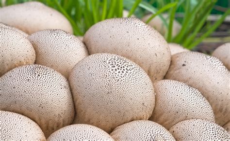 Giant Puffball | Premium Spores