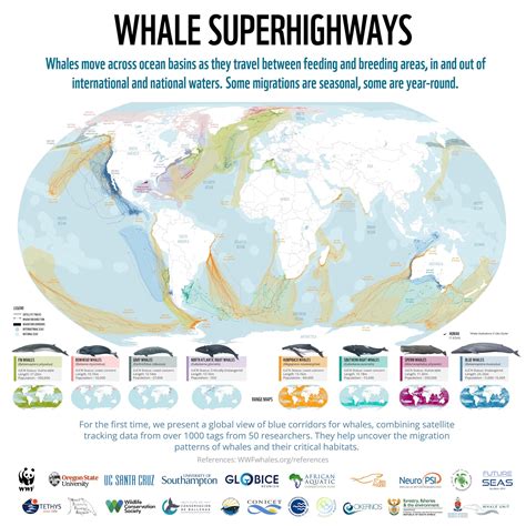 Map of whale migration "superhighways" might help save them from ...