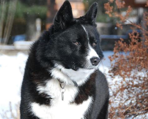 Karelian Bear Dog Breed Guide - Learn about the Karelian Bear Dog.