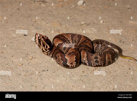 Juvenile florida cottonmouth snake showing yellow tail Stock Photo - Alamy