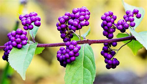 Beautyberry compound aids antibiotic against MRSA - Futurity