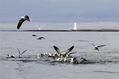 Map of Akranes - Icelandictimes.com