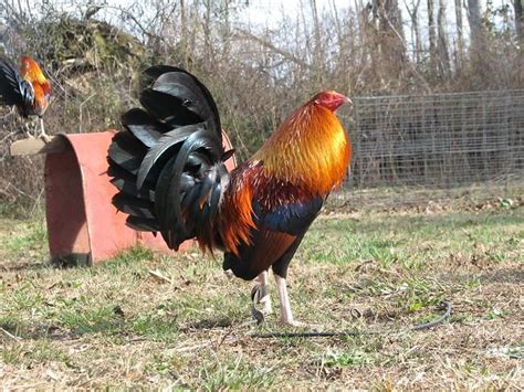 Gamefowl Farms In Alabama - extrapassl