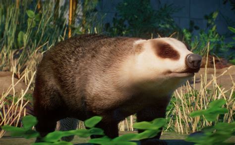 New Species - Japanese Badger V1.8 | Planet Zoo Mod Download