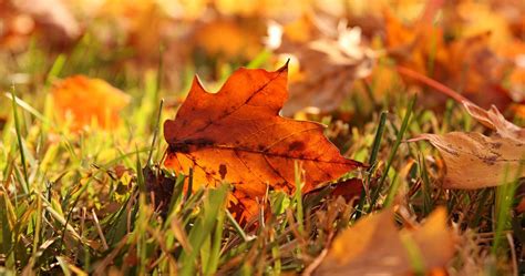 leaves in grass autumn 4k ultra hd wallpaper | Hd wallpaper