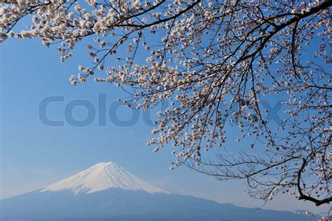 Mt Fuji and Cherry Blossom | Stock image | Colourbox