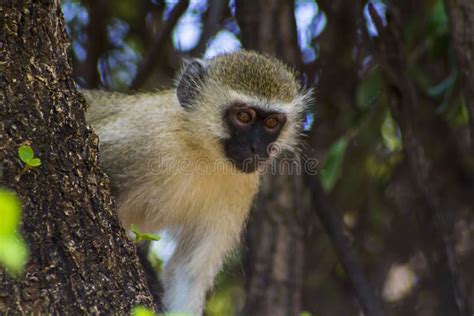 African monkey in a tree stock image. Image of furry - 17741431